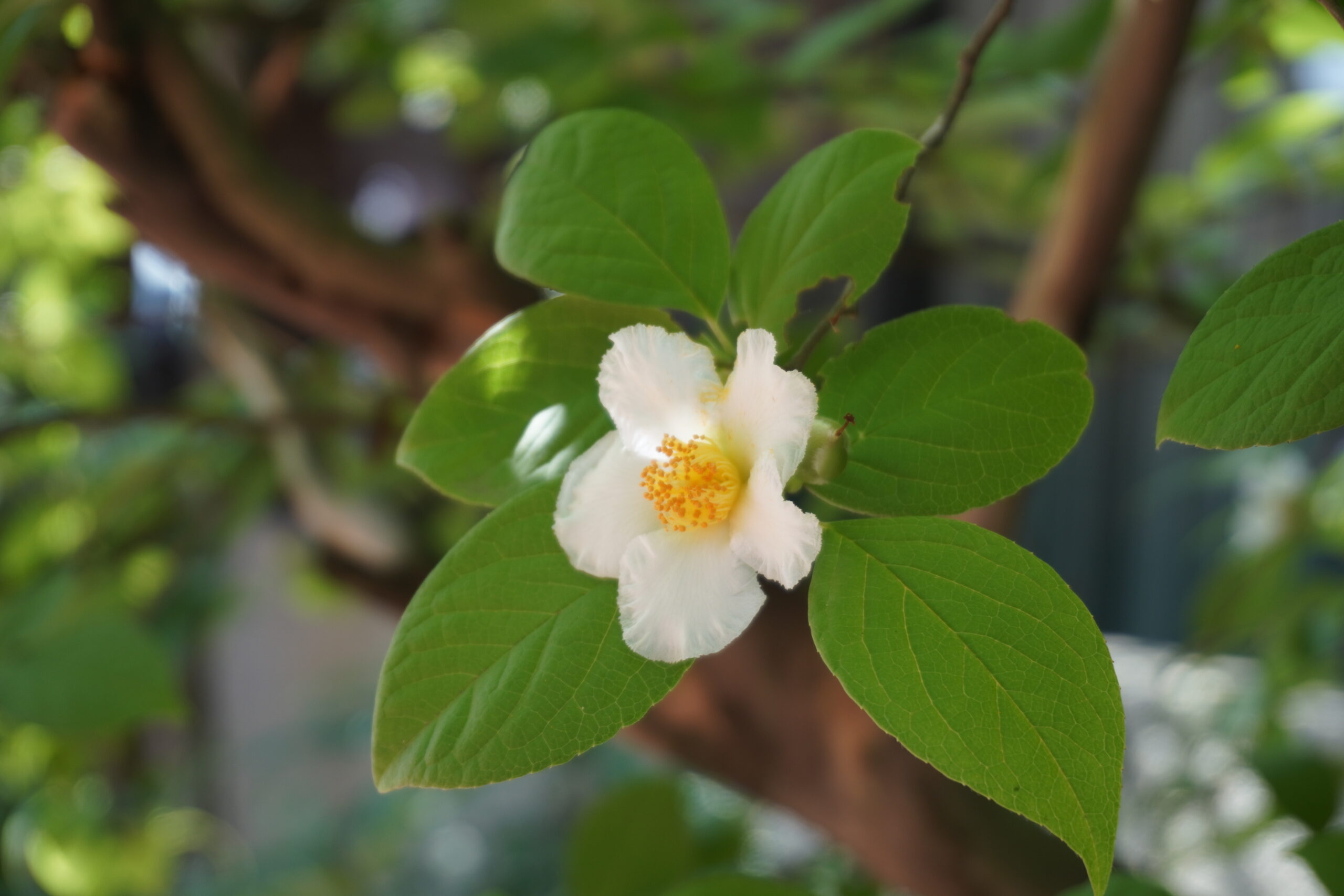 2025年】お花の開花状況 | 三甲美術館（岐阜県岐阜市）三甲美術館