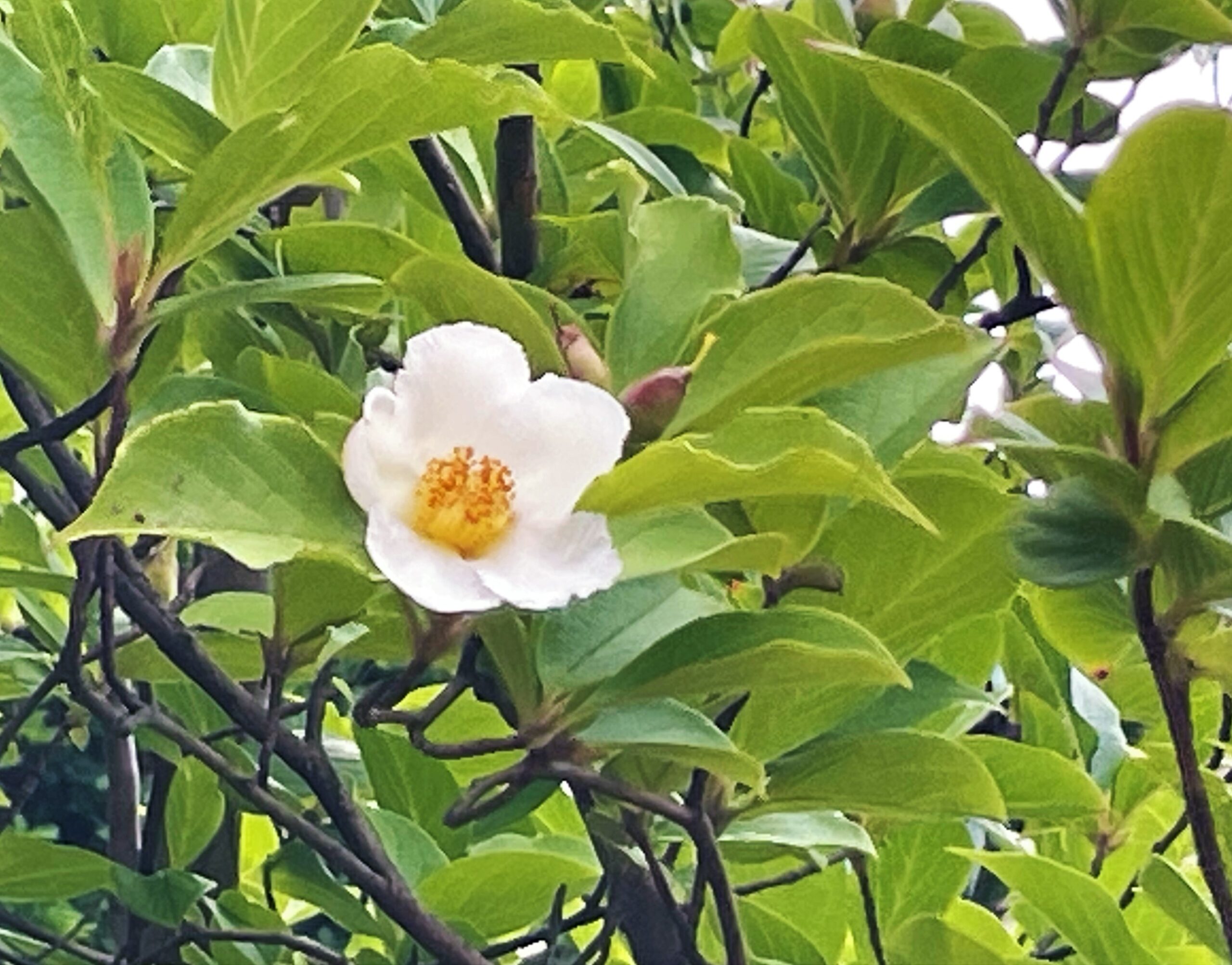 2026年】お花の開花状況 | 三甲美術館（岐阜県岐阜市）三甲美術館
